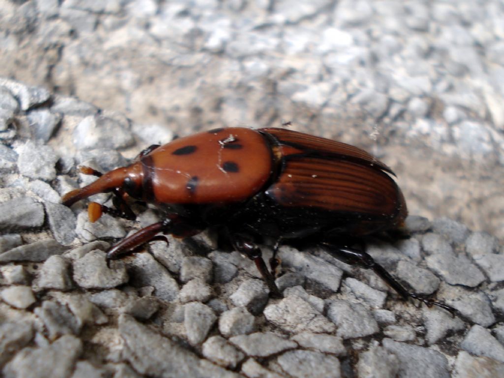 Rhynchophorus ferrugineus